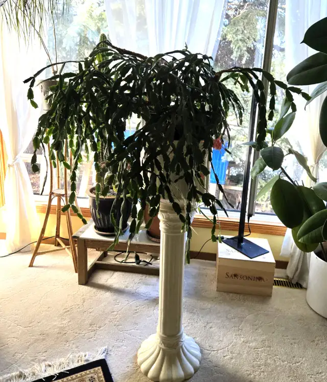 Christmas Cactus in Pedestal Stand in Home Décor & Accents in Calgary - Image 3