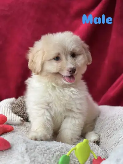 Mini Chiots Pomapoo Prêts ❤❤, View more