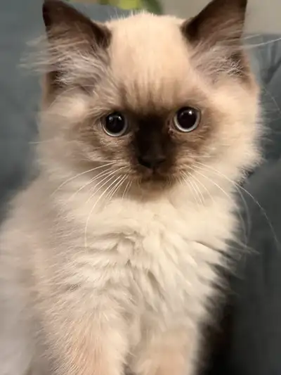 kittens adoption, View more