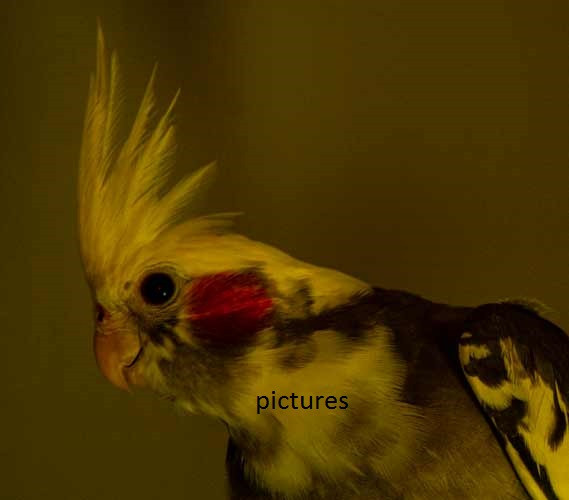 Must sell all birds ASAP. Lovebirds, Parrotlets and Cockatiels | Birds