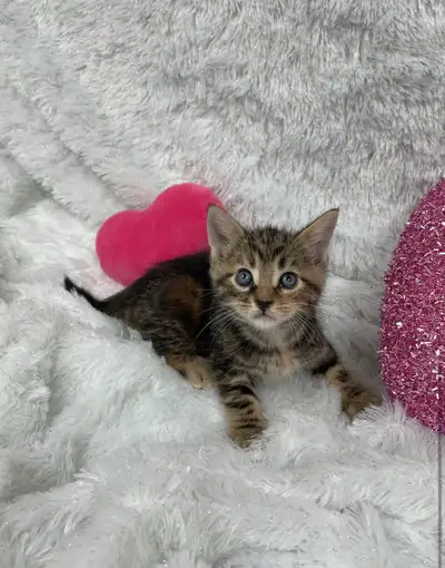 Bengal  Siberian kittens ❤️, View more