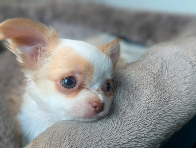 Tiny Long Coat Applehead Chihuahua Puppies in Dogs & Puppies for Rehoming in Ottawa - Image 4
