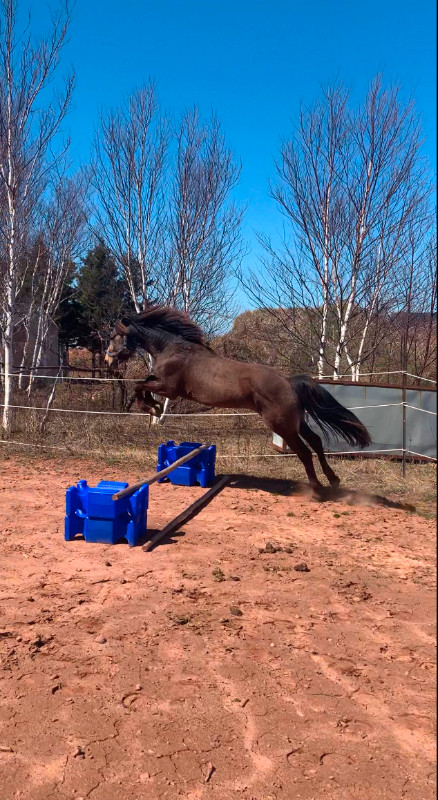 Oldenburg X Colt For Sale in Horses & Ponies for Rehoming in Charlottetown - Image 3
