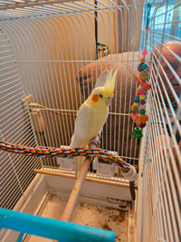 Female Cockatiel 2 years old