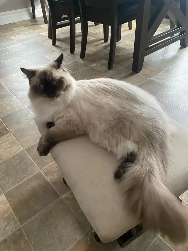 male neutered ragdoll cat