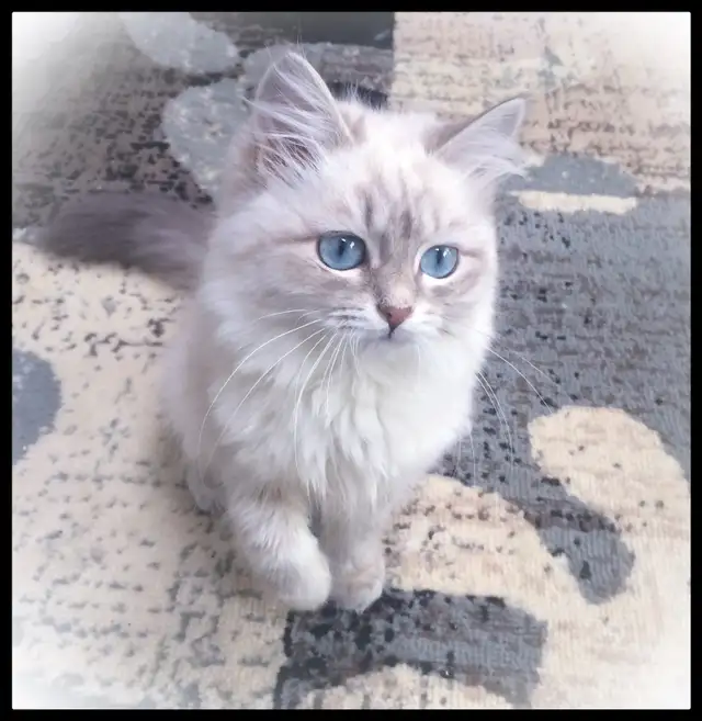 Siberian Kittens (Neva Masquerade). Hypoallergenic/Low Allergen