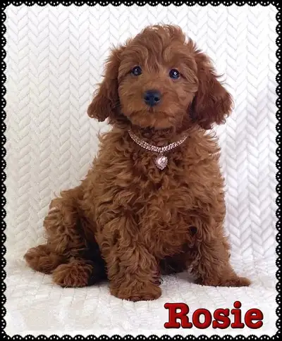 Mini-GoldenDoodle F1b Puppies, View more
