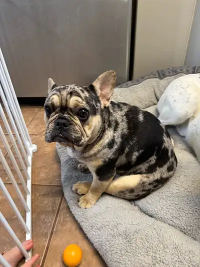 Merle French Bulldog, View more