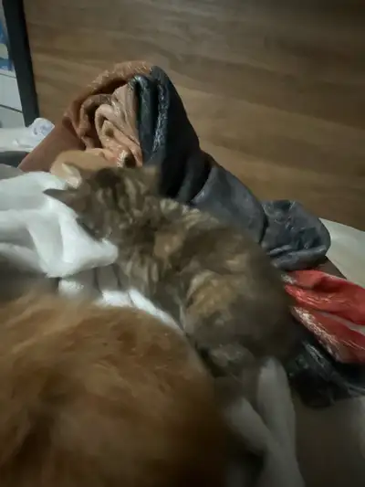 kittens INCOMING, View more