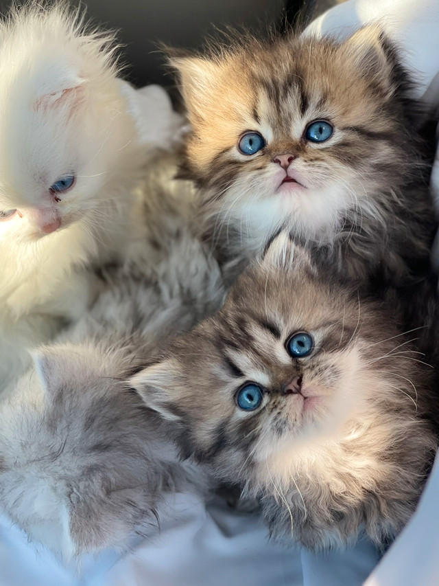 Purebred British kittens Cats & Kittens for Rehoming London Kijiji