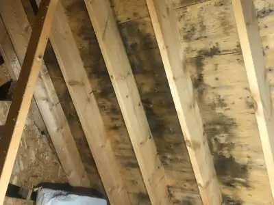 Contact for more details. Attic Mold Remediation call/text 289-984-1039