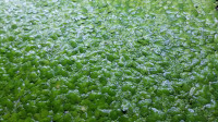 Giant duckweed