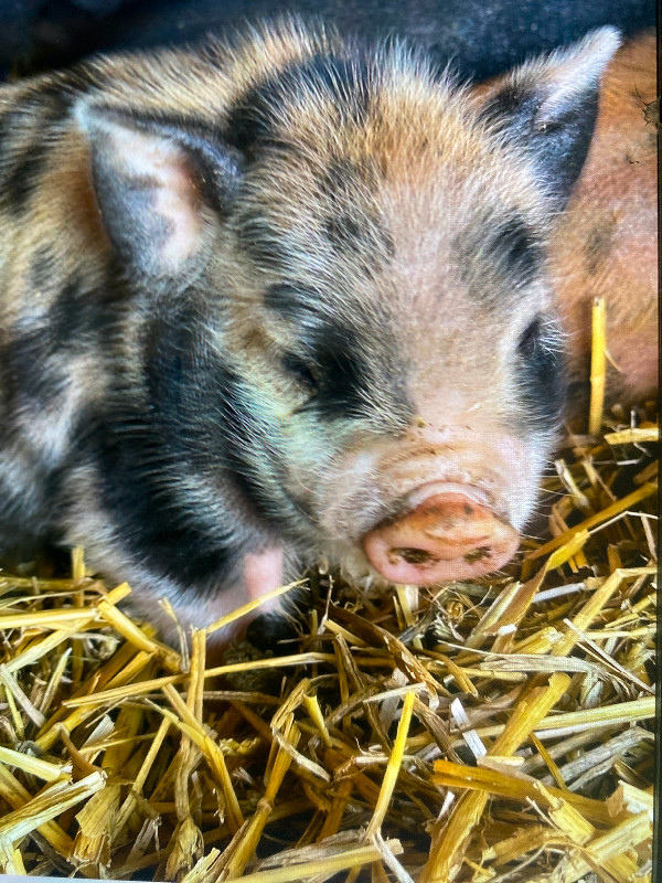 Little mini pigs!! Kune kune/Juliana mini pigs.  SO CUTE! in Small Animals for Rehoming in Grande Prairie - Image 3