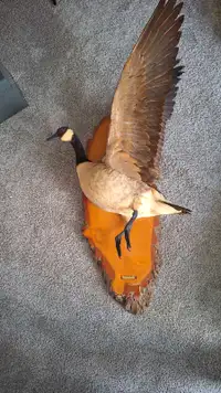 Mounted 1980s Canadian Goose