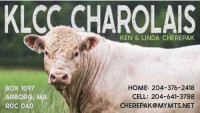 Purebred Registered Charolais Bulls