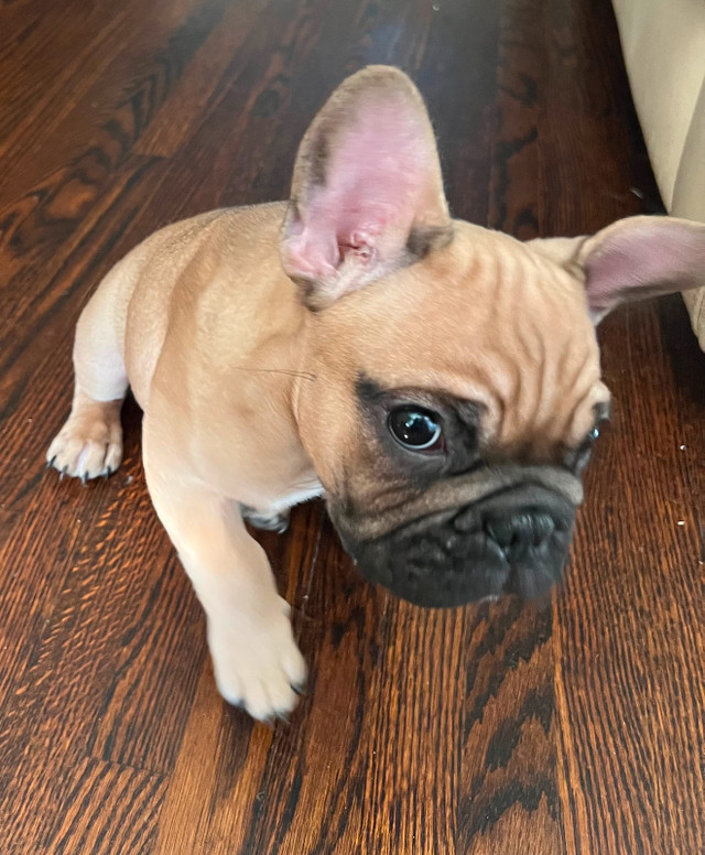 Beautiful french bulldog puppies ready to be Rehomed  $2000 OBO in Dogs & Puppies for Rehoming in City of Toronto - Image 3