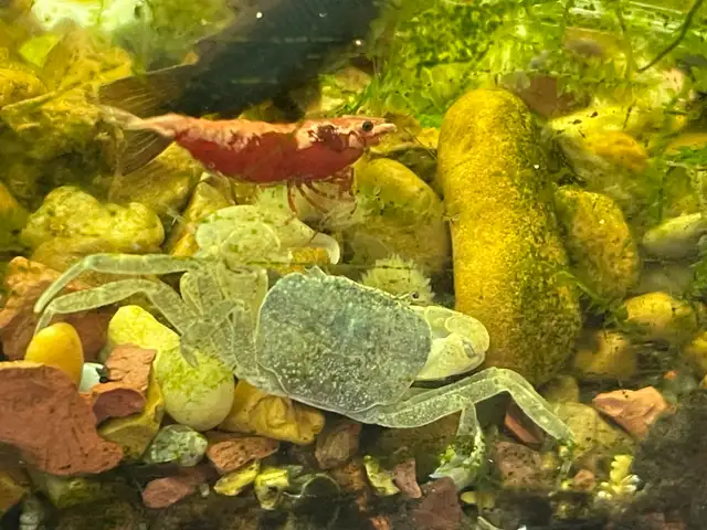 Supreme Red Cherry Shrimp in Fish for Rehoming in Hamilton - Image 8