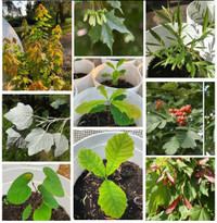Young Tree Saplings:  Maple, Oak, Willow, Red Bud, and More