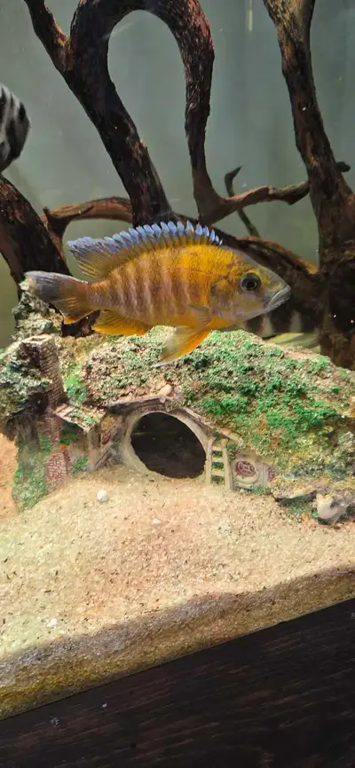 Ob peacock cichlid, View more