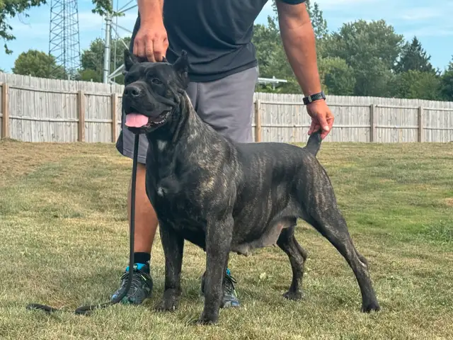 Hamilton's Finest Cane Corso Puppies -  Your Loyal Friend Today in Dogs & Puppies for Rehoming in Hamilton - Image 9