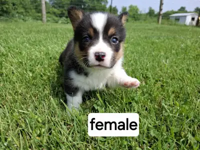 Corgi pups, View more