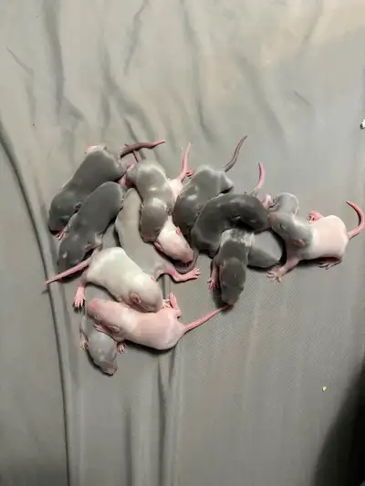 Baby rats, View more