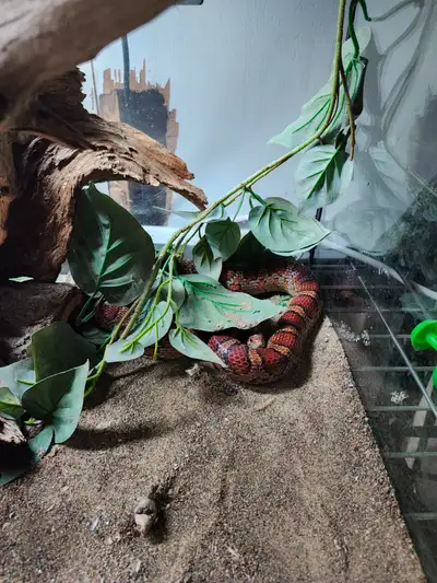 Corn snake Okeetee 4 ans, View more