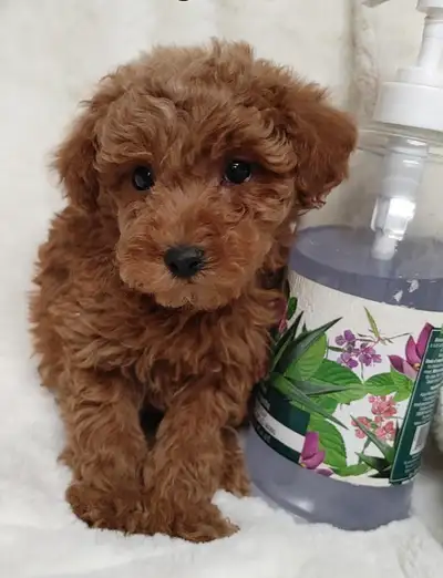 Dark red mini/toy poodle boy. Non shedding. Hypoallergenic, View more