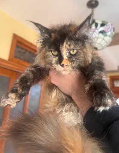 Chaton Femelle Maine Coon enr. TiCA, View more
