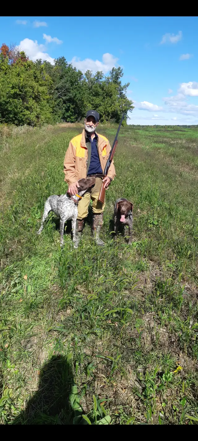 Chien Braque Allemand mâle in Dogs & Puppies for Rehoming in Longueuil / South Shore - Image 8