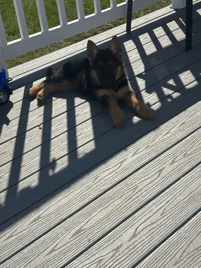 Beautiful German Shepherd Puppies, View more