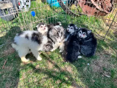 Alaskan Miniature Huskies puppies, View more