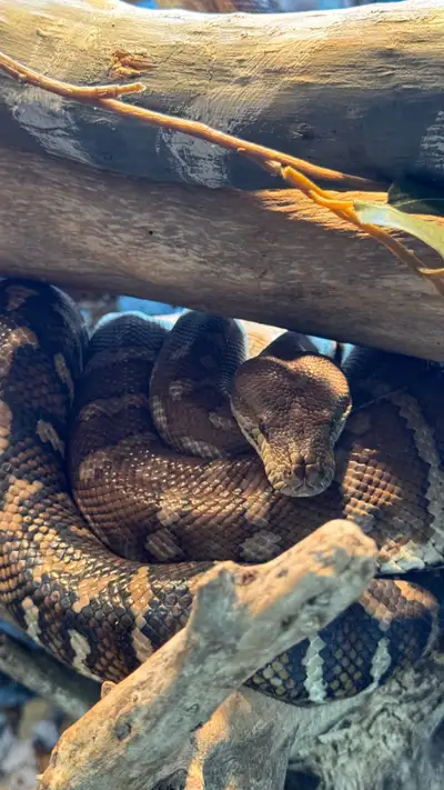 1.1 bredli pair, View more