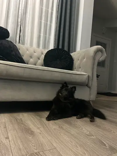 2 year old Neutered and microchipped male Pomeranian Rehoming as I’m pregnant and he is NOT good wit...