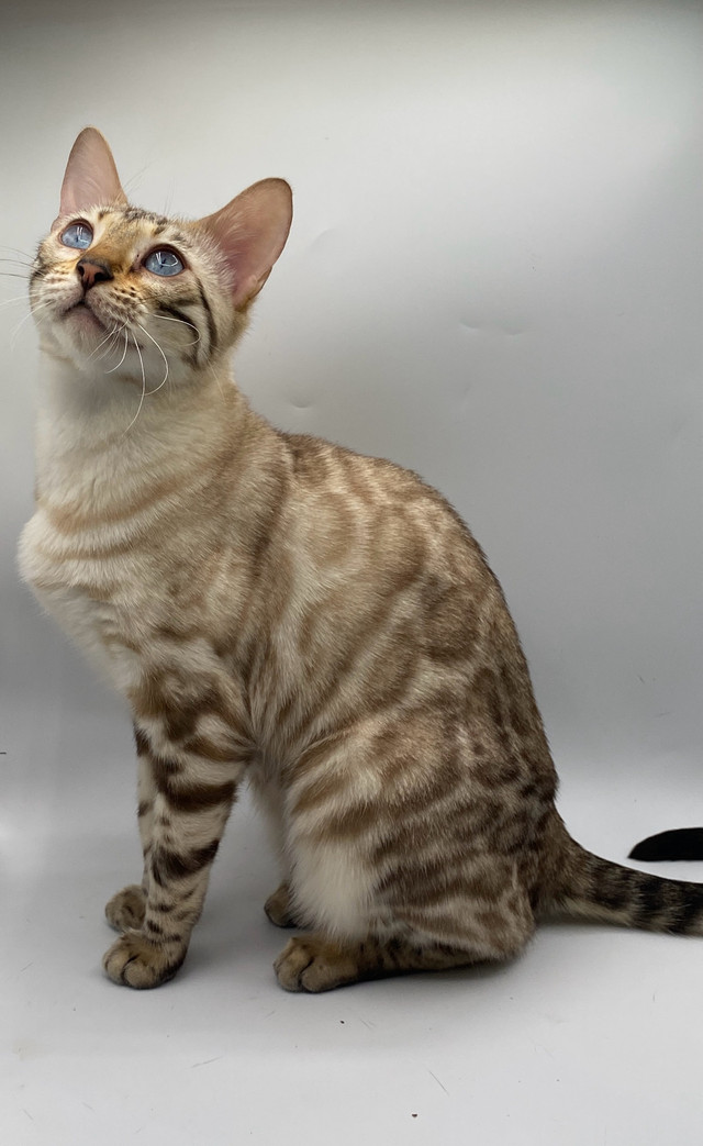 T.I.C.A registered Bengal kittens ready now! in Cats & Kittens for Rehoming in Oshawa / Durham Region - Image 4