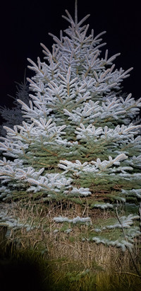 Blue Spruce Trees ~ Dig Your Own ~ $20/ft