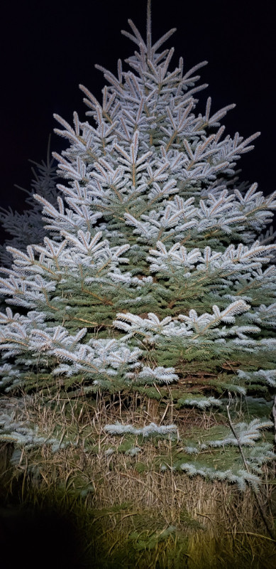 Blue Spruce Trees ~ Dig Your Own ~ $20/ft in Plants, Fertilizer & Soil in Kitchener / Waterloo
