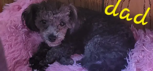 GORGEOUS TINY TOY POODLE PUPS in Dogs & Puppies for Rehoming in Strathcona County - Image 6