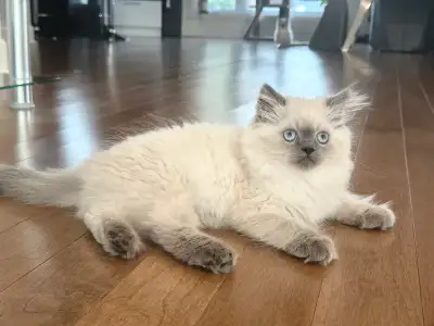 Beautiful blue point ready for rehoming, View more