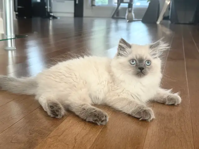 Beautiful blue point ready for rehoming in Cats & Kittens for Rehoming in Longueuil / South Shore - Image 2