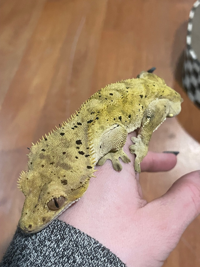 Yellow dalmatian male crested gecko  in Reptiles & Amphibians for Rehoming in Trenton