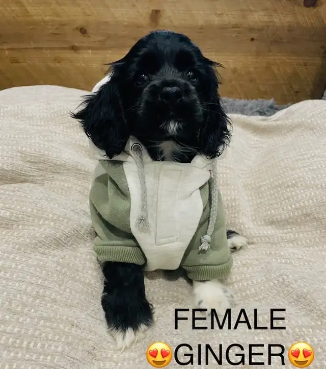 ❤️❤️Cavapoo puppies❤️❤️ in Dogs & Puppies for Rehoming in City of Toronto - Image 3