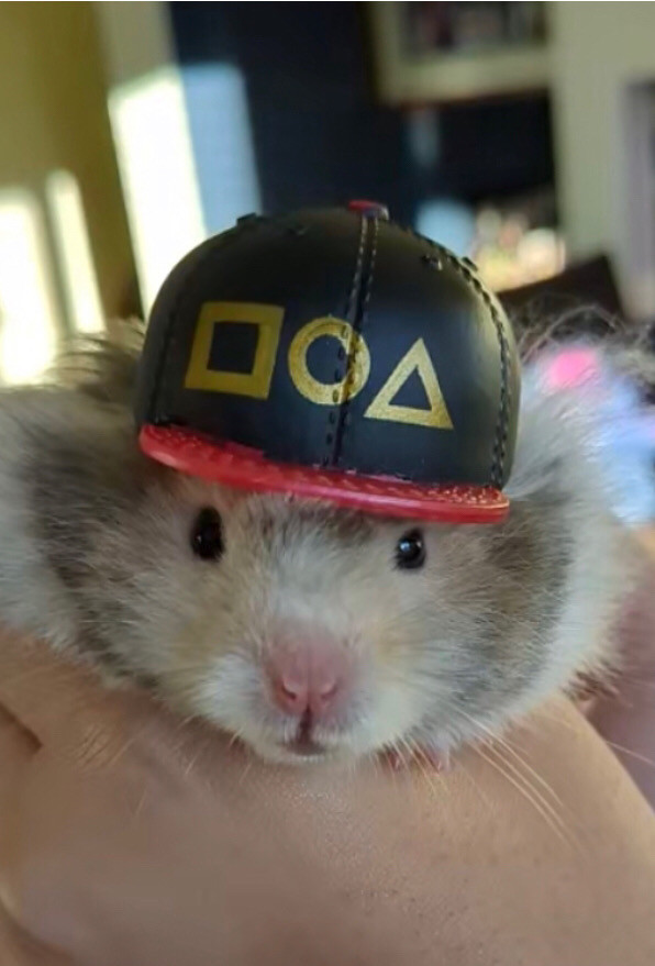 Teddy bear Hamster Small Animals for Rehoming Calgary Kijiji