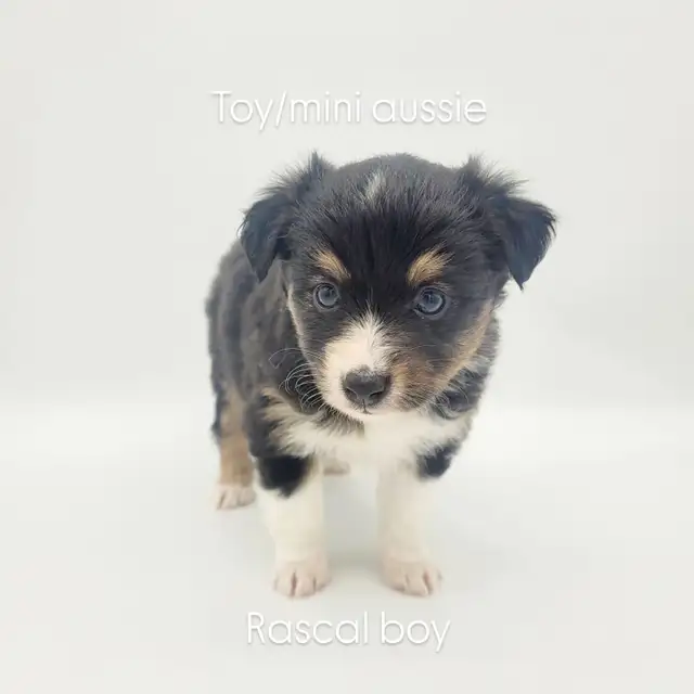 Toy/Mini Australian Shepard puppies in Dogs & Puppies for Rehoming in Edmonton - Image 5