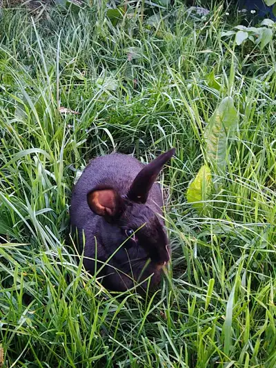 Vanilla bean is a New Zealand / Rex doe, she is around a year and a half. She has always been an out...