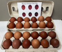 Black Tailed Red Marans Hatching Eggs