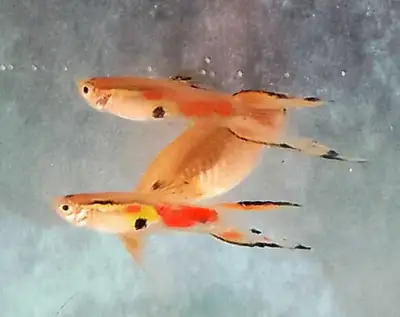 double sord endlers , View more