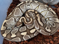 Huge Lesser Ball python (Female)