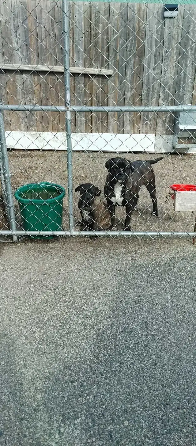 Dogs please contact me for info in Dogs & Puppies for Rehoming in London - Image 3
