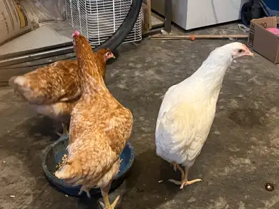 Young Hens May start laying in one month, View more
